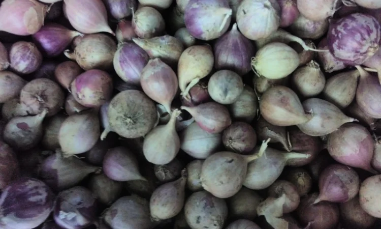 Семена озимого чеснока на посадку - фото № 18