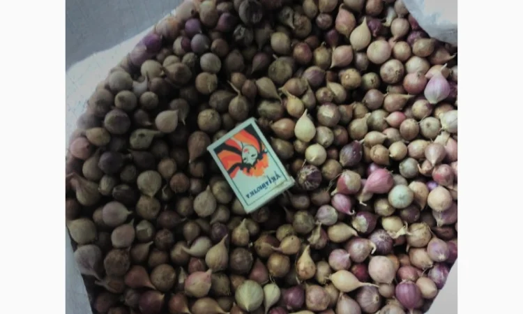 Семена озимого чеснока на посадку - фото № 8