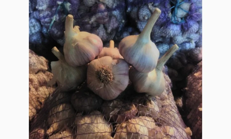 Семена озимого чеснока на посадку - фото № 7
