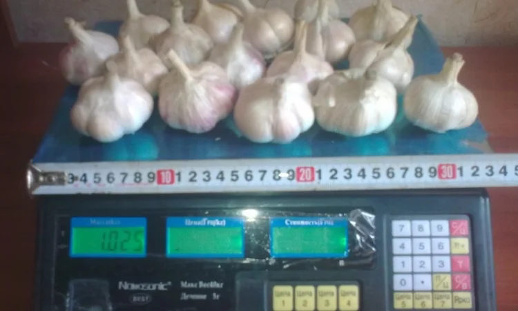 Семена озимого чеснока на посадку - фото № 6