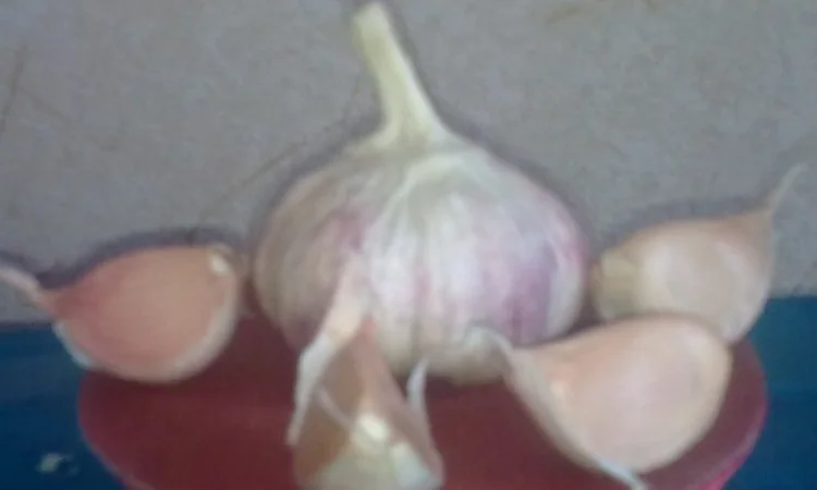 Семена озимого чеснока на посадку - фото № 5