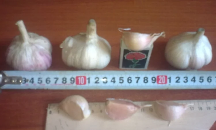 Семена озимого чеснока на посадку - фото № 3