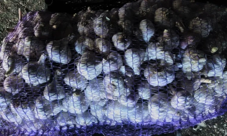 Семена озимого чеснока на посадку - фото № 2