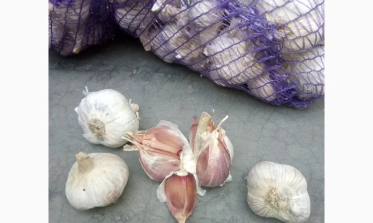 Семена озимого чеснока на посадку - фото № 14