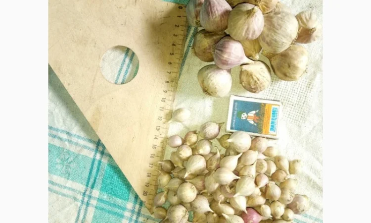 Семена озимого чеснока на посадку - фото № 13