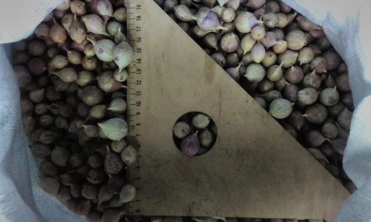 Семена озимого чеснока на посадку - фото № 12