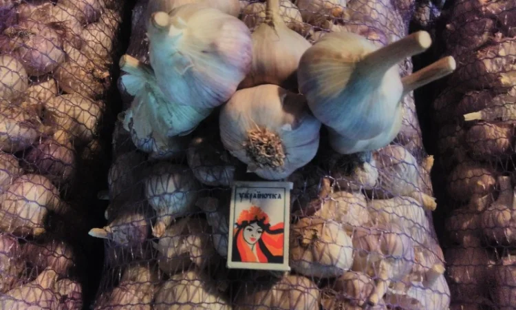 Продаж часнику на посадку сорту Любаша - фото № 4