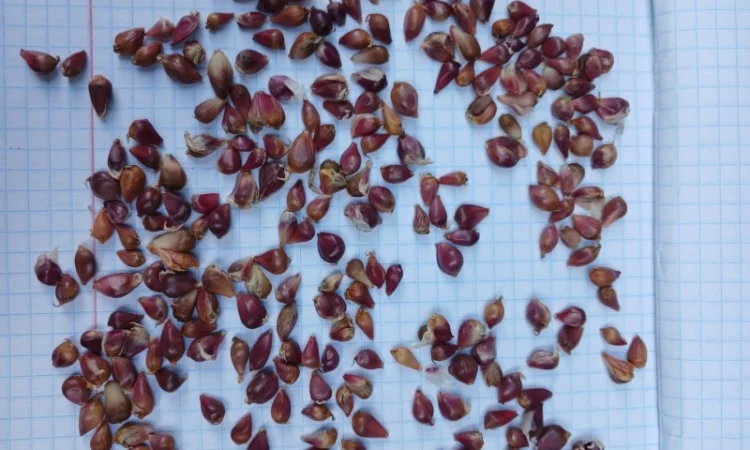 Продаж часнику на посадку сорту Любаша - фото № 1