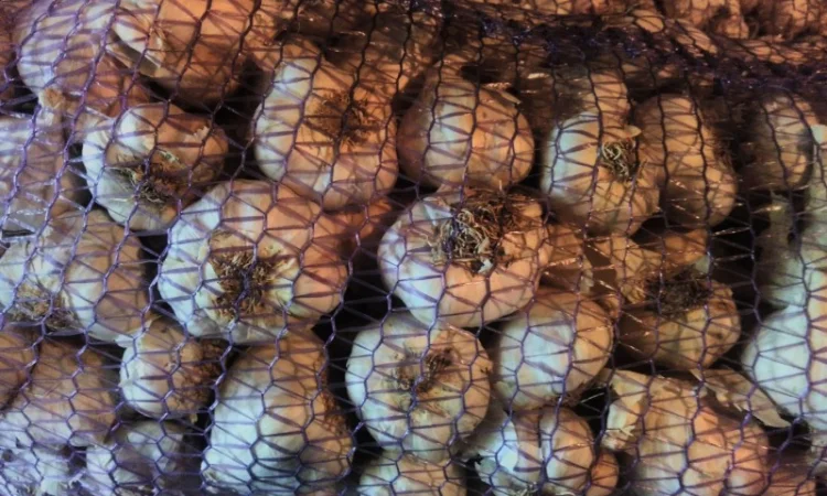 Насіння часнику ВОЗДУШКА української та зарубіжної селекції - фото № 2