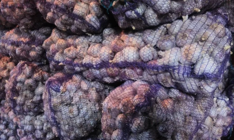 Насіння часнику ВОЗДУШКА української та зарубіжної селекції - фото № 3