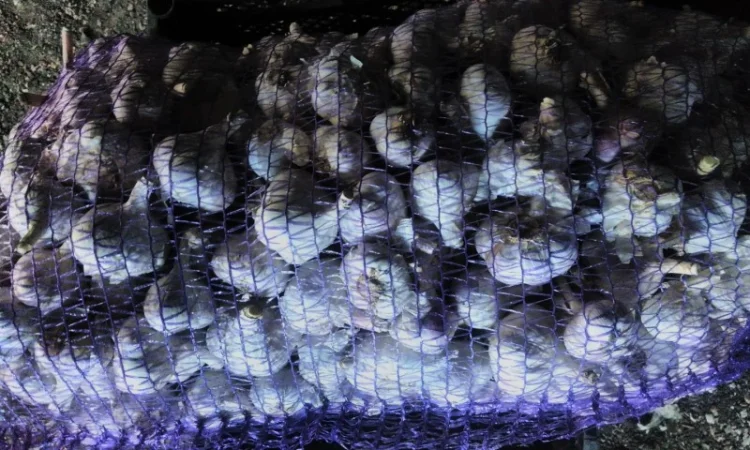 Насіння часнику ВОЗДУШКА української та зарубіжної селекції - фото № 4