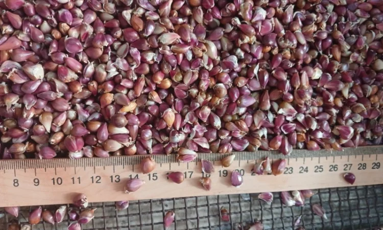 Насіння часнику ВОЗДУШКА української та зарубіжної селекції - фото № 1