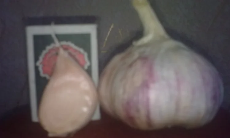 Продажа чеснока на посадку ВОЗДУШКА сорт Любаша - фото № 4