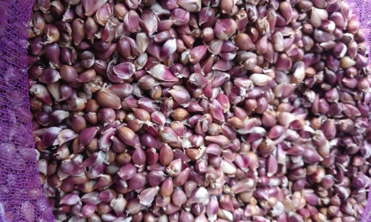 Продаж посівного матеріалу часнику Воздушка Любаша - фото № 9