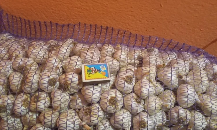 Продам ярий часник сорт Сочинський. Хорошої якості - фото № 1