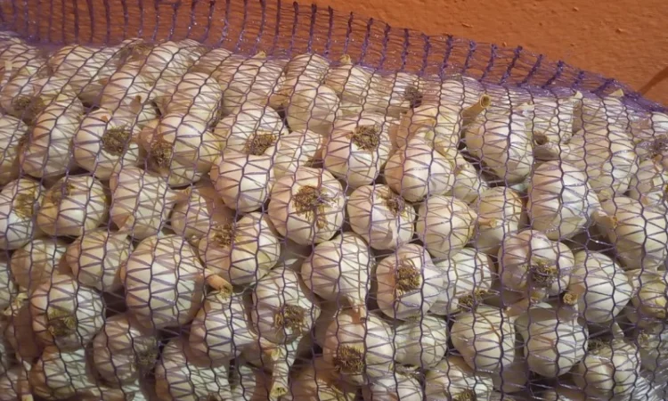 Продам ярий часник сорт Сочинський. Хорошої якості - фото № 2