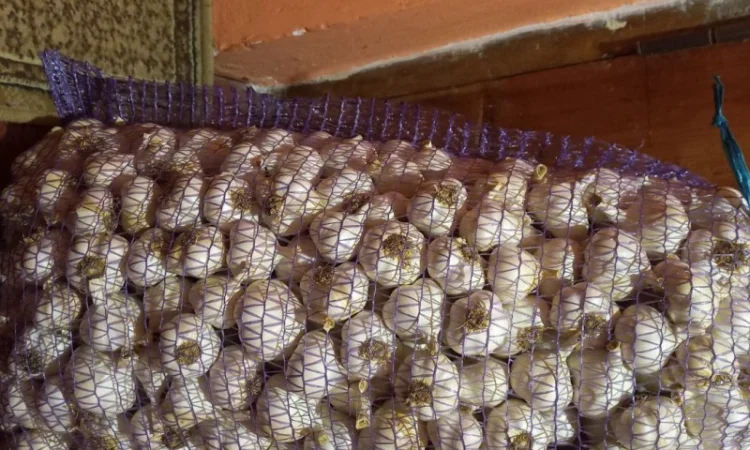 Продам ярий часник сорт Сочинський. Хорошої якості - фото № 3