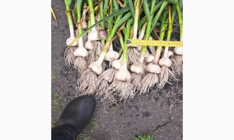 Куплю чеснок, 80грн за кг, от 3 см - фото № 1