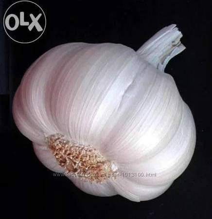 Часник озимий -- Гулівер, Олексіївский Гігант - фото № 1