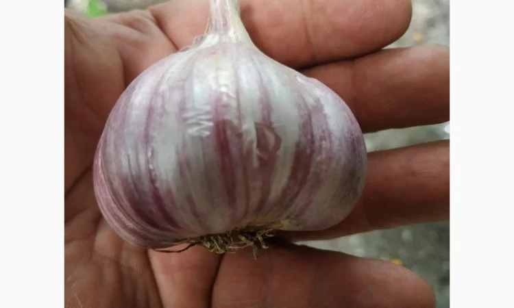 Часник озимий -- Гулівер, Олексіївский Гігант - фото № 2