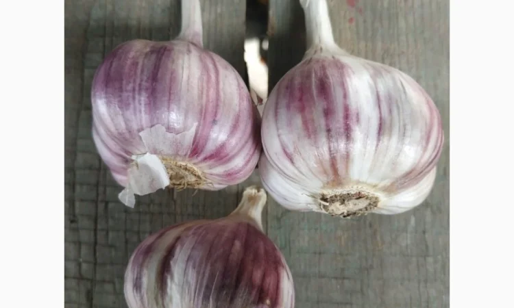 Часник озимий -- Гулівер, Олексіївский Гігант - фото № 3