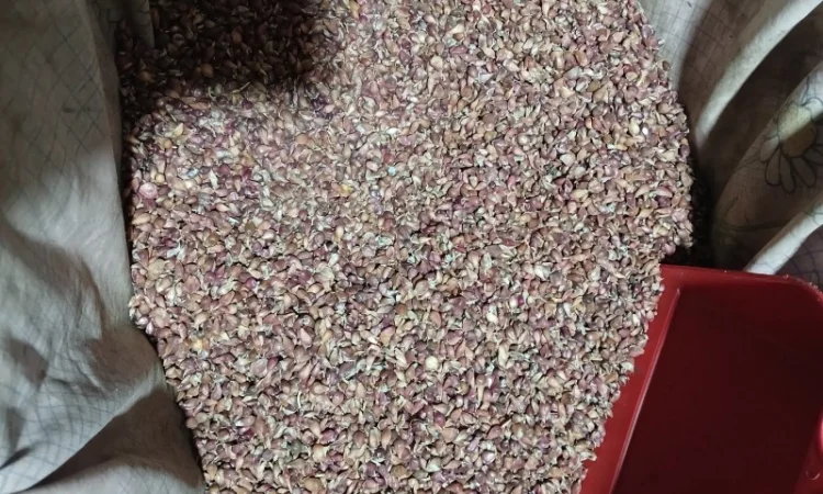 Закупка воздушки чеснока на экспорт - фото № 1