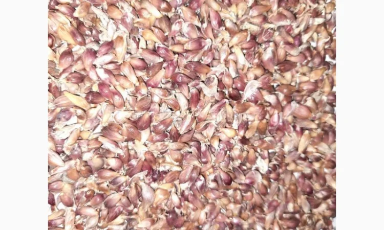 Куплю насіння часника повітряну кульку для експорту - фото № 1