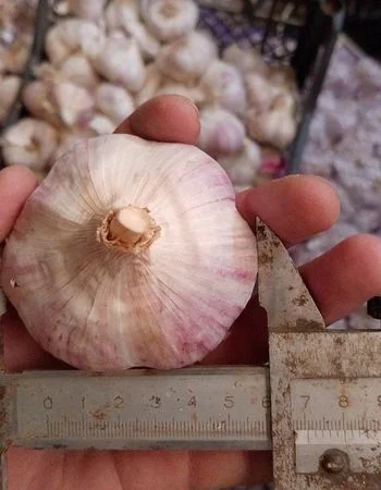 Чеснок бронь 1 репродукция от "АГРО-ГАРЛІК" - фото № 1