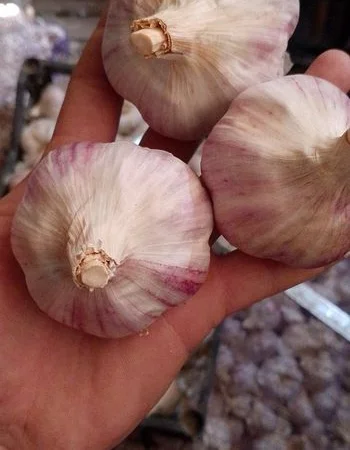 Чеснок бронь 1 репродукция от "АГРО-ГАРЛІК" - фото № 2