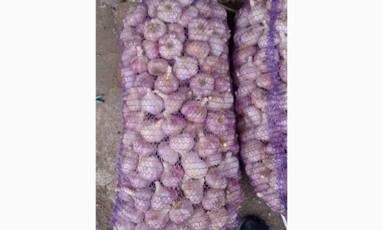 Чеснок бронь 1 репродукция от "АГРО-ГАРЛІК" - фото № 4