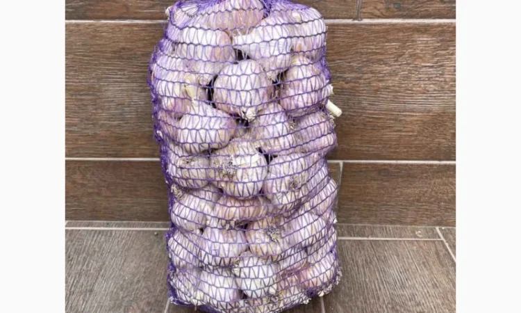 Чеснок бронь 1 репродукция от "АГРО-ГАРЛІК" - фото № 5