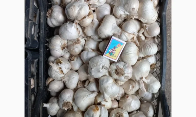 Часник ярий від "АГРО-ГАРЛІК"- Сочинський 56, Єлейський Високоурожайні сорта - фото № 1