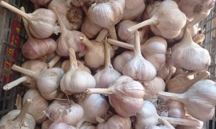 Продам часник домашній - фото № 1