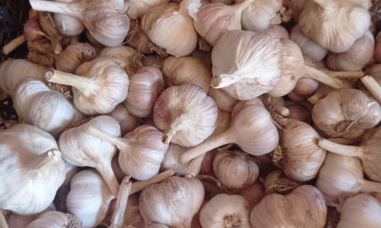 Продам часник домашній - фото № 2