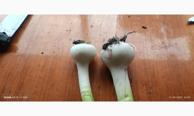 Куплю чеснок от 200 кг - фото № 1