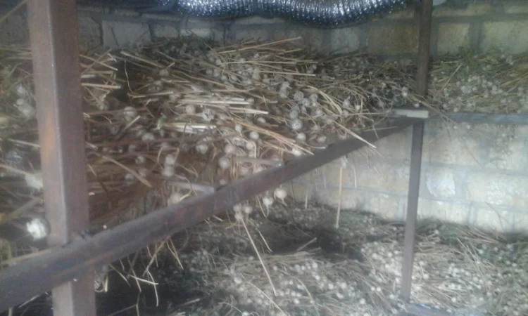 Чеснок сорту «Любаша» на продаж - фото № 3