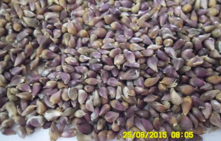 Чеснок сорту «Любаша» на продаж - фото № 4