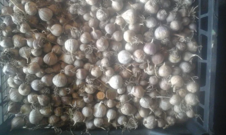 Чеснок однозубка "Любаша" на продажу - фото № 2