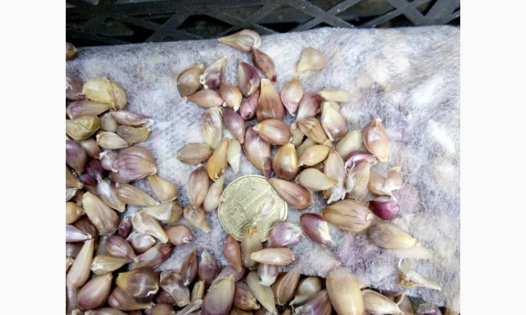 Чеснок однозубка "Любаша" на продажу - фото № 4