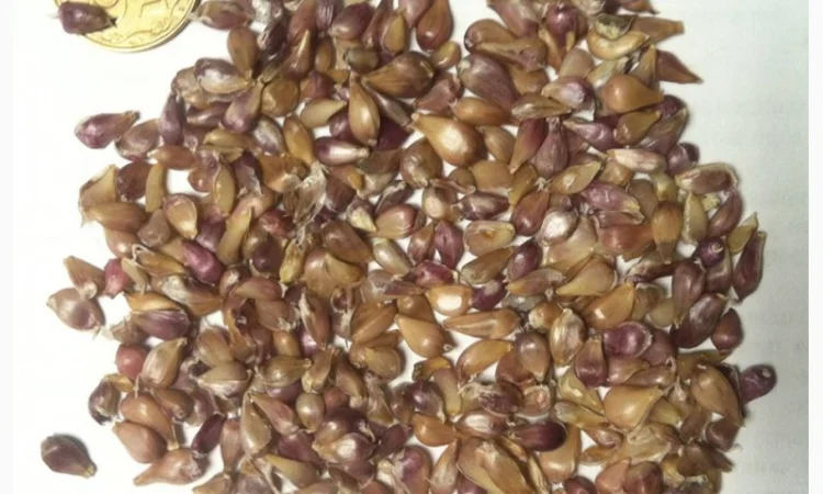 Продажа чеснока Любаша: воздушка и однозубка - фото № 1