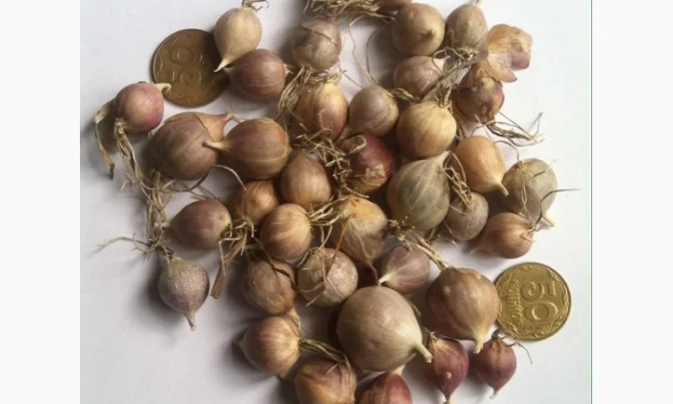 Продажа чеснока Любаша: воздушка и однозубка - фото № 2