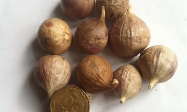 Продажа чеснока Любаша: воздушка и однозубка - фото № 3