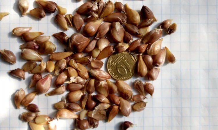 Продажа чеснока Любаша: воздушка и однозубка - фото № 4