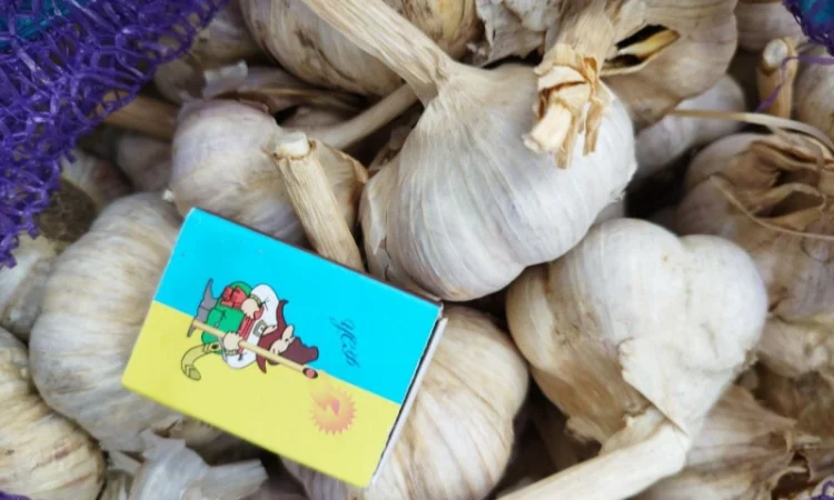 Продам часник озимий - фото № 1