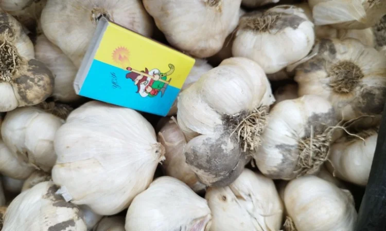 Продам часник озимий - фото № 2