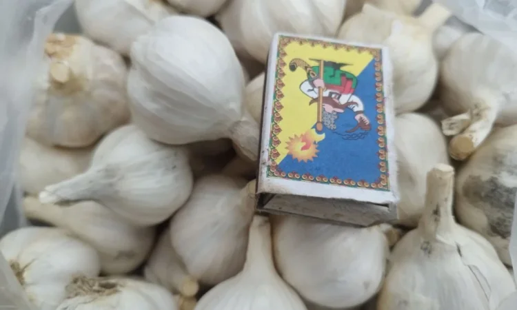 Продаж часнику озимого великого для посадки - фото № 2