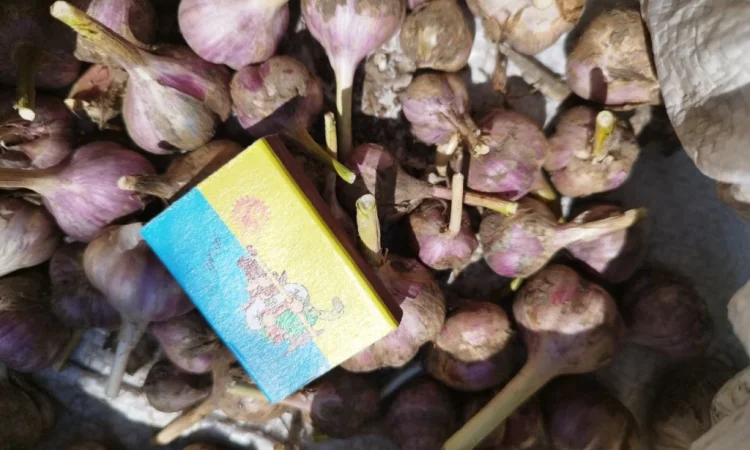 Продаж часнику озимого великого для посадки - фото № 5