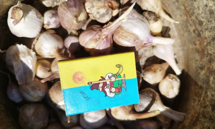 Продаж часнику озимого великого для посадки - фото № 6