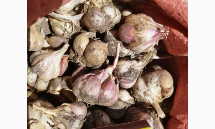 Продаж часнику озимого великого для посадки - фото № 7