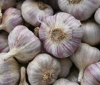 Часник сорт Любаша на продаж - фото № 1